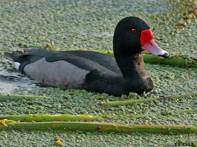 PATO PICAZO (Netta peposaca) - (Macho) Reserva Costanera Sur - BUENOS AIRES (Julio 2015)